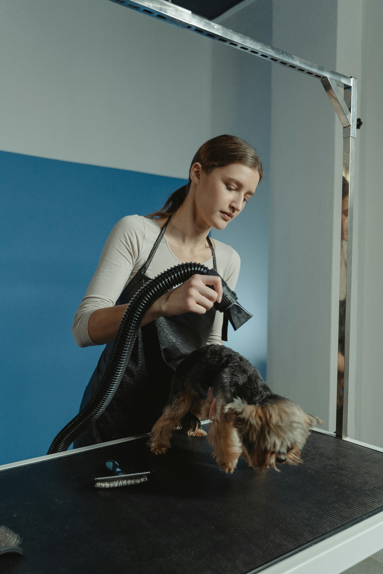 Professional pet groomer caring for a small dog